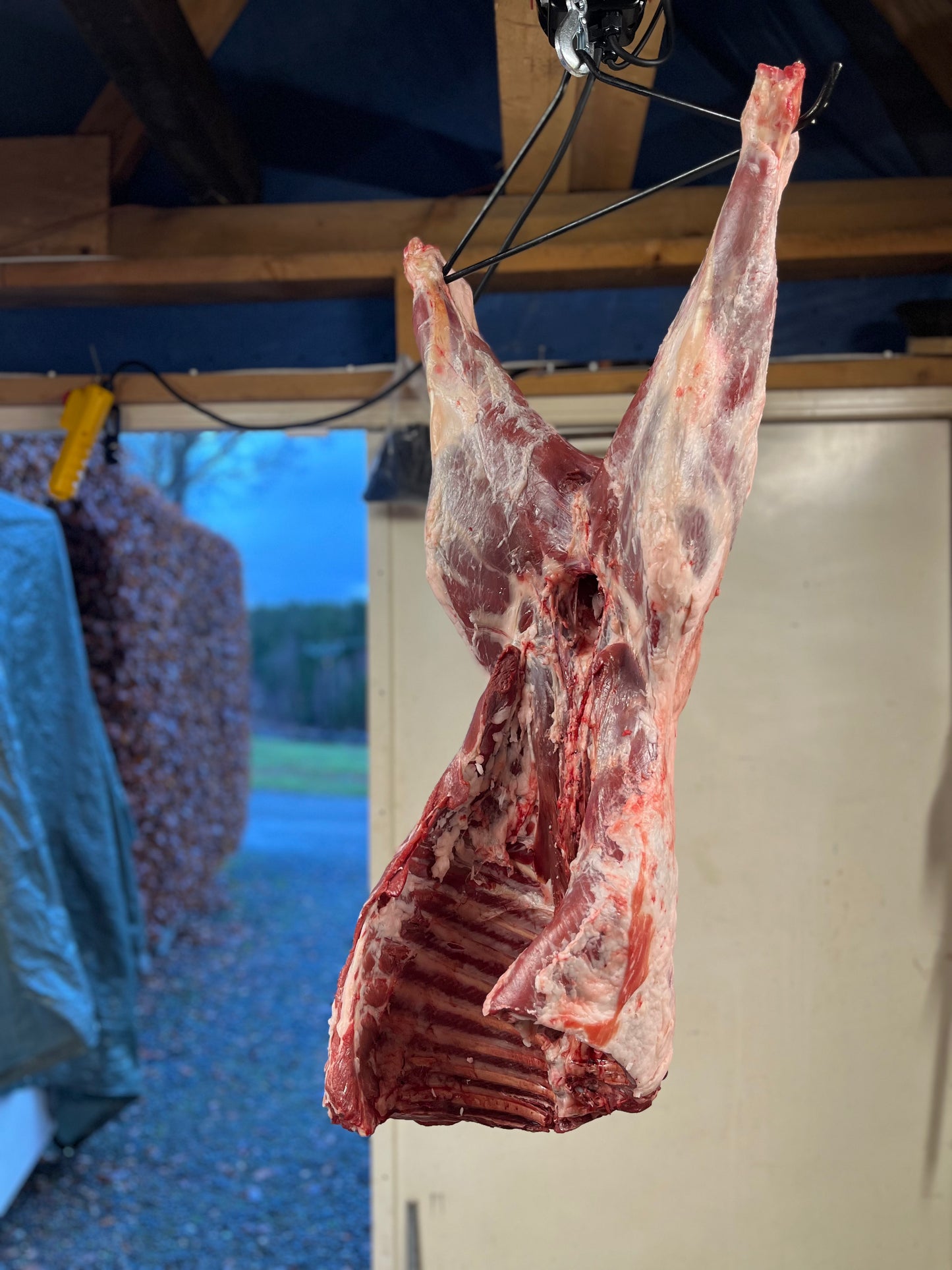 Vildsvin från Marks skogar