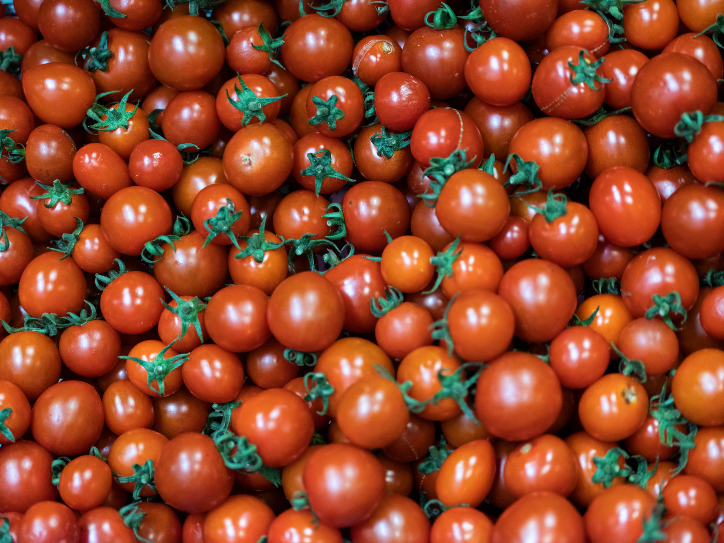 Sakura Körsbärsomat