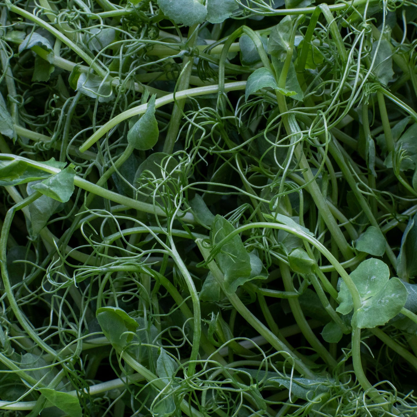 Ärtskott 70g