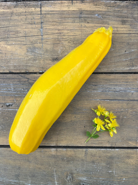 Sommarsquash Gold Rush