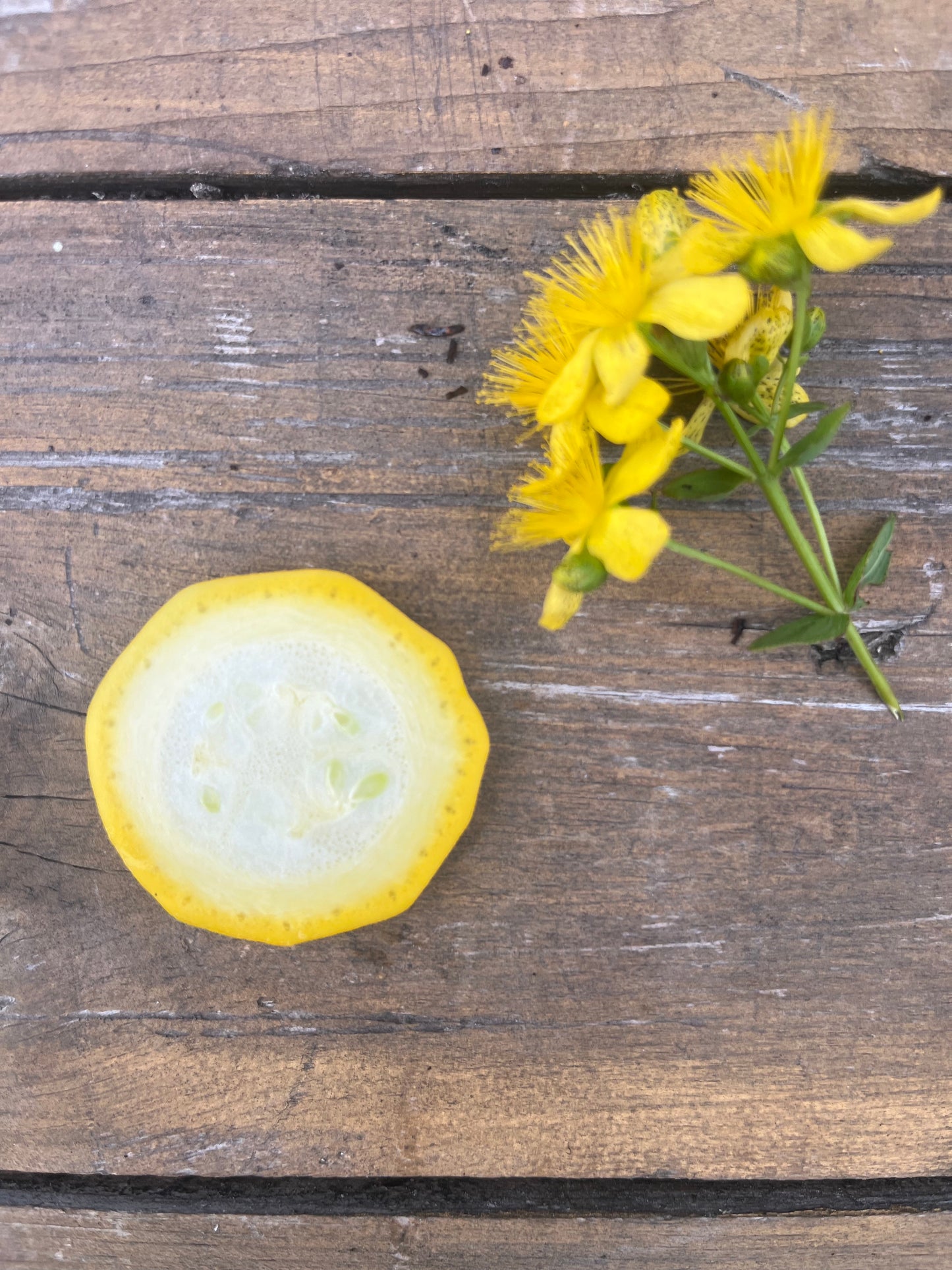 Sommarsquash Gold Rush